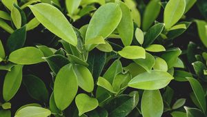 Preview wallpaper leaves, green, plant, branches