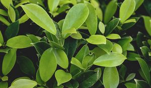 Preview wallpaper leaves, green, plant, branches