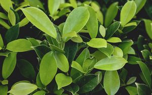 Preview wallpaper leaves, green, plant, branches