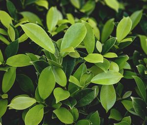 Preview wallpaper leaves, green, plant, branches