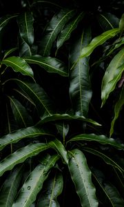 Preview wallpaper leaves, green, plant, mango