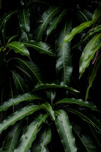 Preview wallpaper leaves, green, plant, mango