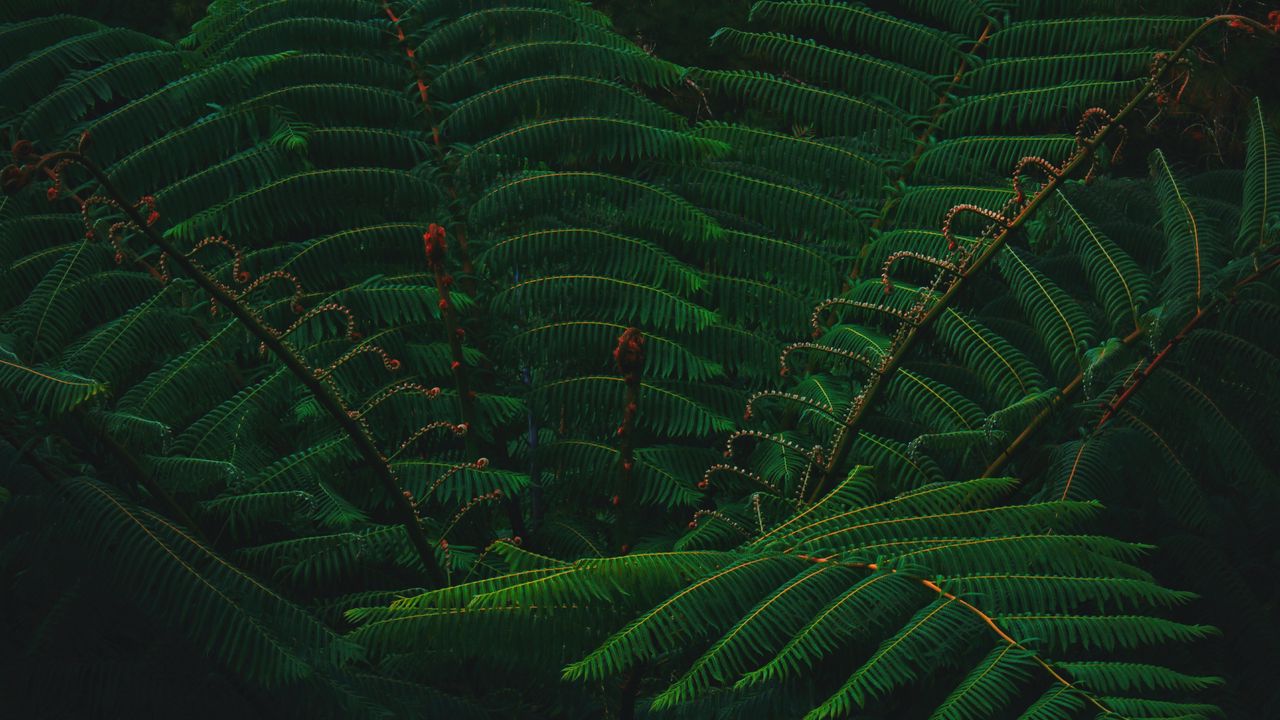 Wallpaper leaves, green, plant, branch