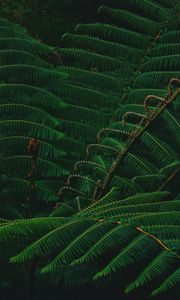 Preview wallpaper leaves, green, plant, branch