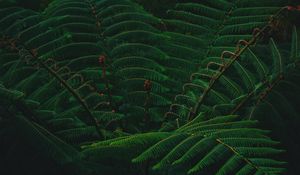Preview wallpaper leaves, green, plant, branch
