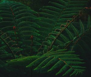 Preview wallpaper leaves, green, plant, branch