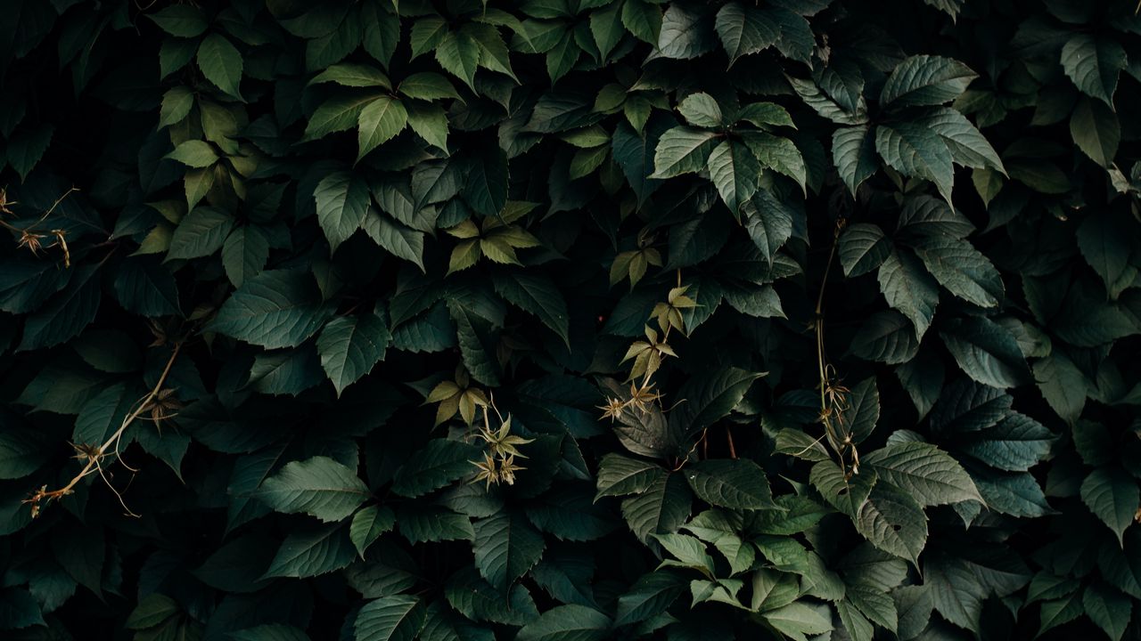 Wallpaper leaves, green, plant, dark, shade hd, picture, image