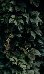 Preview wallpaper leaves, green, plant, dark, shade
