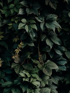 Preview wallpaper leaves, green, plant, dark, shade