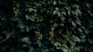 Preview wallpaper leaves, green, plant, dark, shade