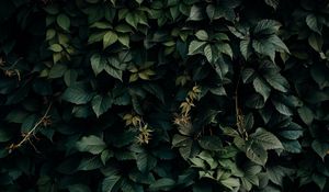 Preview wallpaper leaves, green, plant, dark, shade