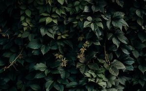 Preview wallpaper leaves, green, plant, dark, shade