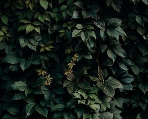 Preview wallpaper leaves, green, plant, dark, shade