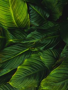 Preview wallpaper leaves, green, plant, lines, vegetation, greens