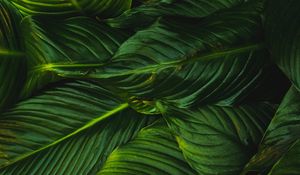 Preview wallpaper leaves, green, plant, lines, vegetation, greens