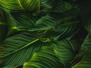 Preview wallpaper leaves, green, plant, lines, vegetation, greens