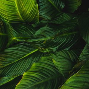 Preview wallpaper leaves, green, plant, lines, vegetation, greens