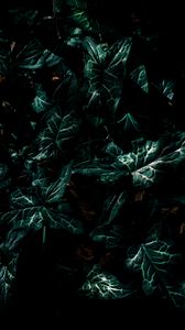 Preview wallpaper leaves, green, plant, dark