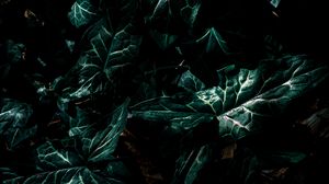 Preview wallpaper leaves, green, plant, dark