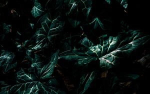 Preview wallpaper leaves, green, plant, dark