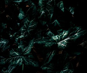 Preview wallpaper leaves, green, plant, dark
