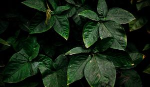 Preview wallpaper leaves, green, plant, surface, dirty