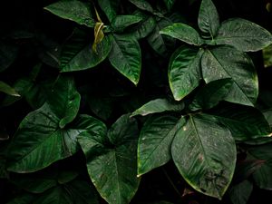 Preview wallpaper leaves, green, plant, surface, dirty