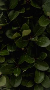 Preview wallpaper leaves, green, plant, surface, glossy