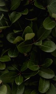 Preview wallpaper leaves, green, plant, surface, glossy