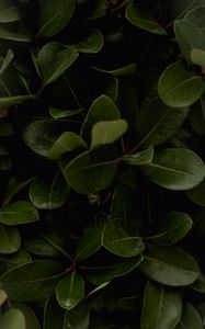 Preview wallpaper leaves, green, plant, surface, glossy