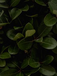 Preview wallpaper leaves, green, plant, surface, glossy