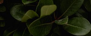 Preview wallpaper leaves, green, plant, surface, glossy