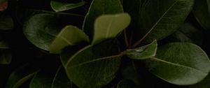 Preview wallpaper leaves, green, plant, surface, glossy