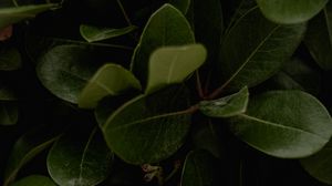 Preview wallpaper leaves, green, plant, surface, glossy