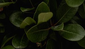 Preview wallpaper leaves, green, plant, surface, glossy