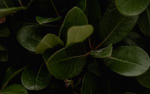 Preview wallpaper leaves, green, plant, surface, glossy