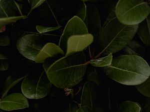 Preview wallpaper leaves, green, plant, surface, glossy