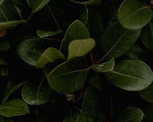 Preview wallpaper leaves, green, plant, surface, glossy