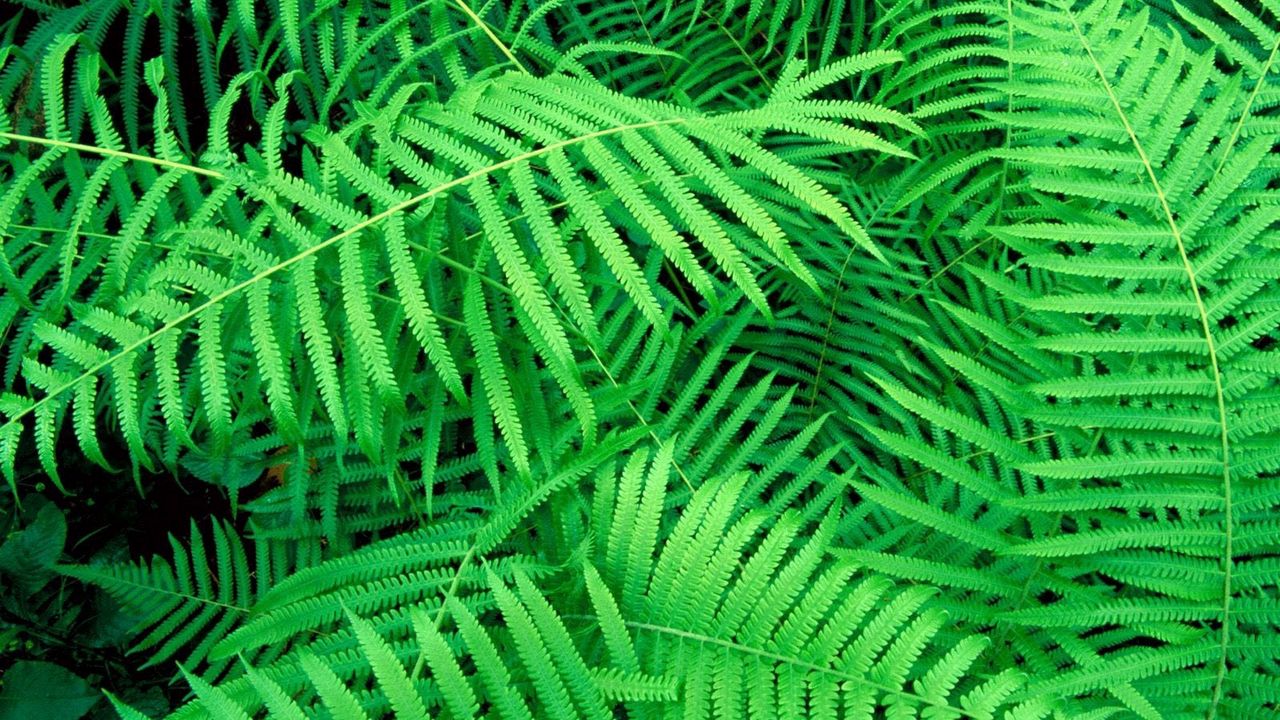 Wallpaper leaves, green, plant, fern