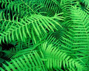 Preview wallpaper leaves, green, plant, fern