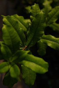 Preview wallpaper leaves, green, plant, macro, branch