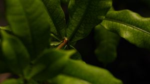 Preview wallpaper leaves, green, plant, macro, branch