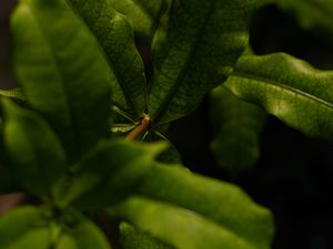 Preview wallpaper leaves, green, plant, macro, branch