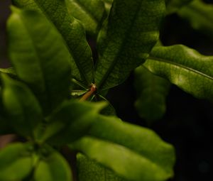 Preview wallpaper leaves, green, plant, macro, branch