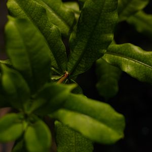 Preview wallpaper leaves, green, plant, macro, branch