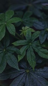 Preview wallpaper leaves, green, plant, macro