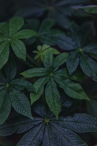 Preview wallpaper leaves, green, plant, macro