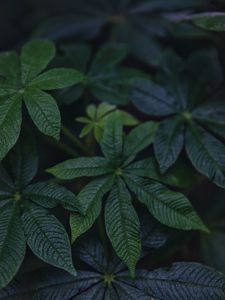 Preview wallpaper leaves, green, plant, macro