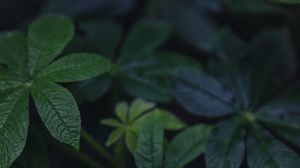 Preview wallpaper leaves, green, plant, macro