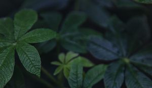 Preview wallpaper leaves, green, plant, macro